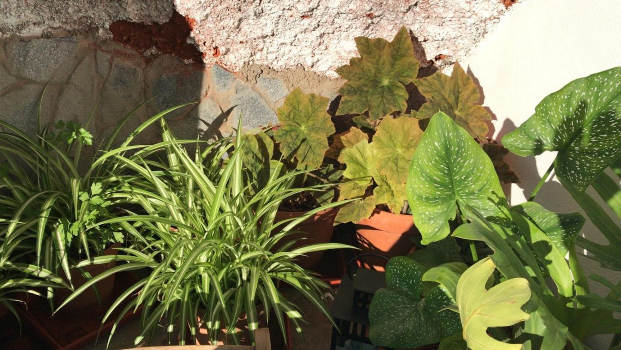 Finca Las Polinarias Casa Cueva En Fasnia Santa Cruz de Tenerife Eksteriør billede