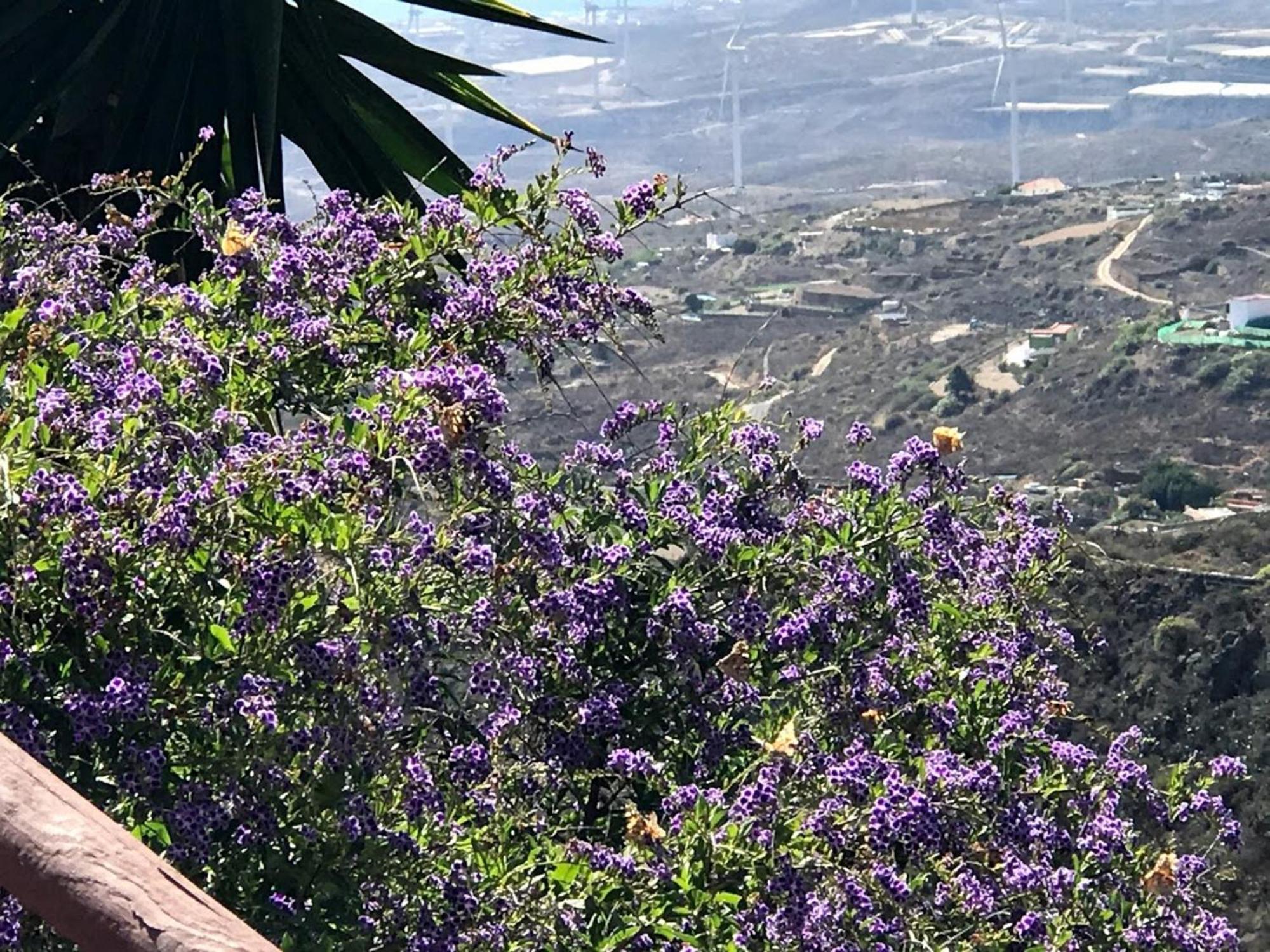 Finca Las Polinarias Casa Cueva En Fasnia Santa Cruz de Tenerife Eksteriør billede
